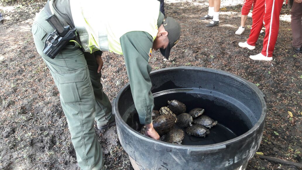 liberacion-hicoteas-cienaga-fauna-silvestre-proteccion ambiental-san sebastian-magdalena