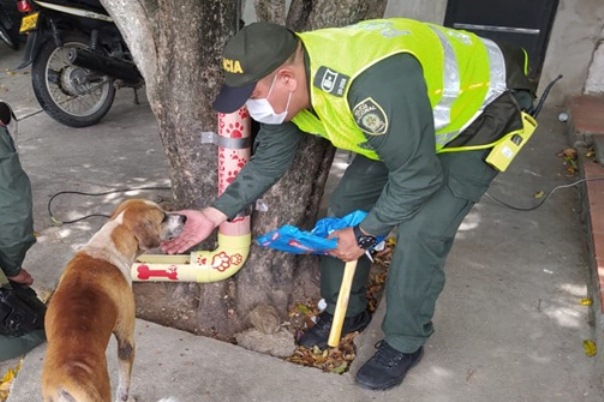 Lideramos-campaña-de-protección-animal-en-Aguachica