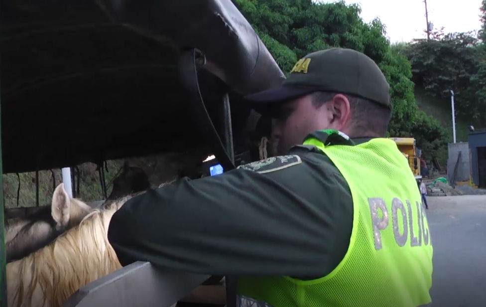 Interceptamos camión que transportaba caballos en lamentables condiciones 