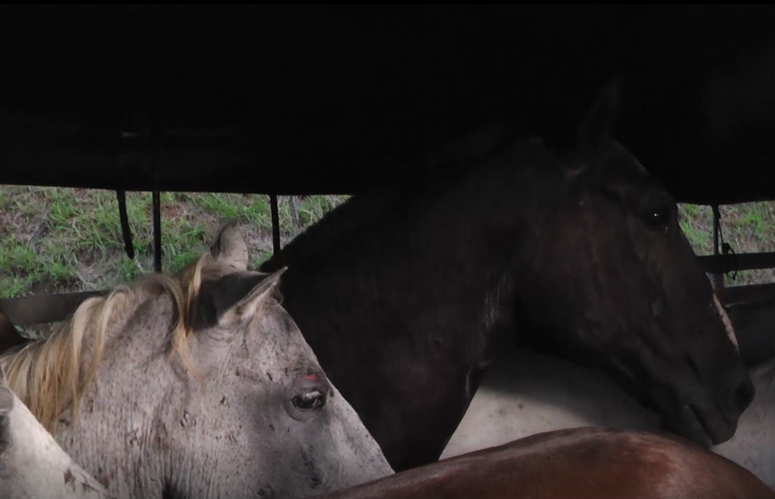 Interceptamos camión que transportaba caballos en lamentables condiciones 