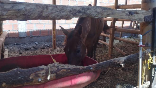 La Policía Nacional logra rescatar un equino hembra que estaba siendo maltratada por su propietario