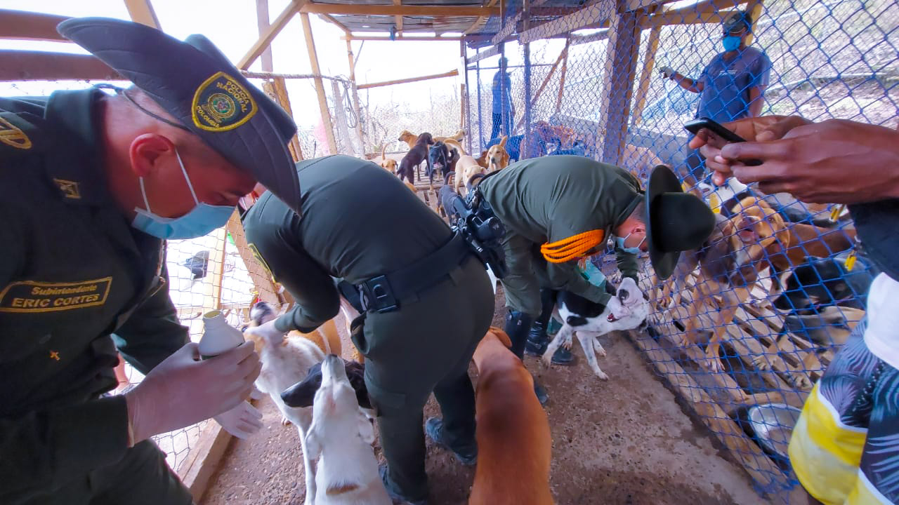 Lideramos jornada de vacunación, y desparasitación de mascotas en la Isla de Providencia y Santa Catalina