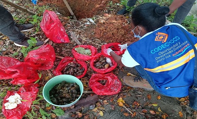 Más de 800 caracoles africanos gigantes fueron recolectados en Quibdó 