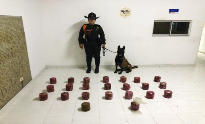 Despliegue operacional de caninos de la Metropolitana Santiago de Cali