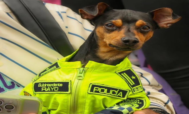 muestras artísticas y seguridad