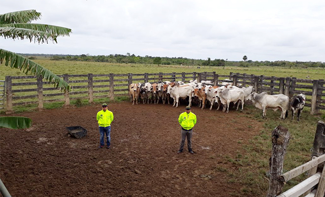 Efectivos resultados-de-la Policía Nacional-contra-el-abigeato-en-el Meta
