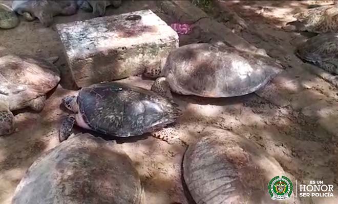 3 capturados con 140 Kg de carne de tortuga Carey, especie protegida por acuerdos internacionales