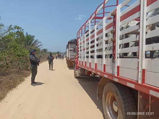 vehículo de ganado-policía inspeccionando