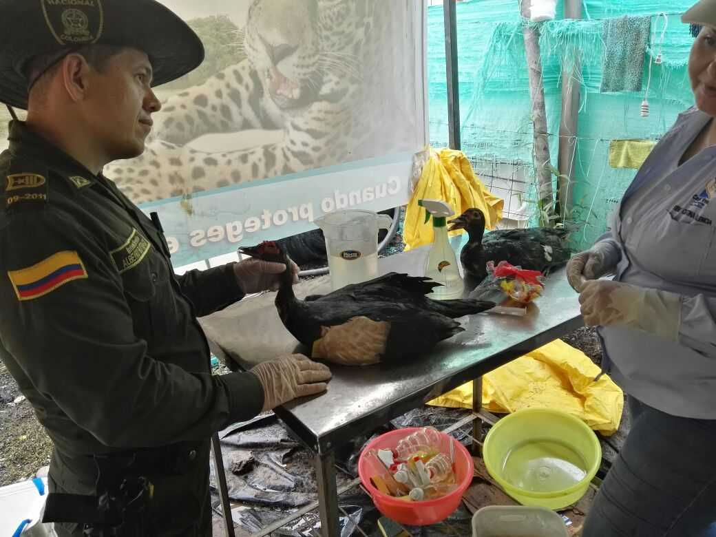Plan de contingencia para el rescate de especies en la cuenca La lizama