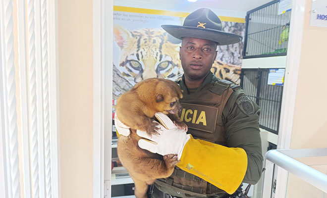 Un perro de monte es rescatado en Popayán