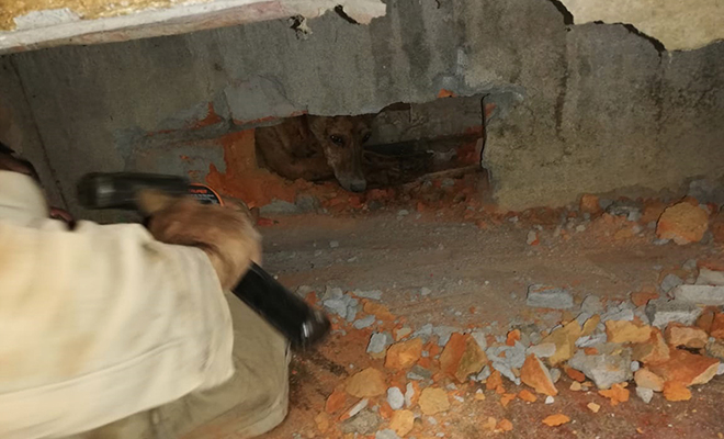 En-Vista Hermosa-junto-a-la-comunidad-rescatamos-a-‘rambo’