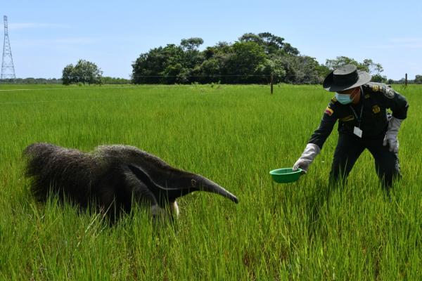Policía-Nacional-reubicó-y-liberó-animales-silvestres-que-se-encontraban-en-cautiverio-3