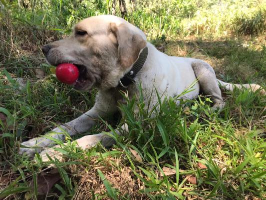Policía-y-Ejército-hallaron-abandonado-arsenal-de-guerra-y-elementos-de-intendencia1 