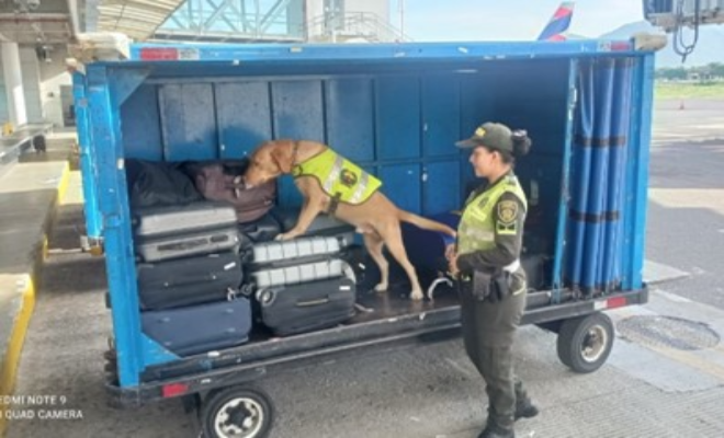 registro- con- caninos