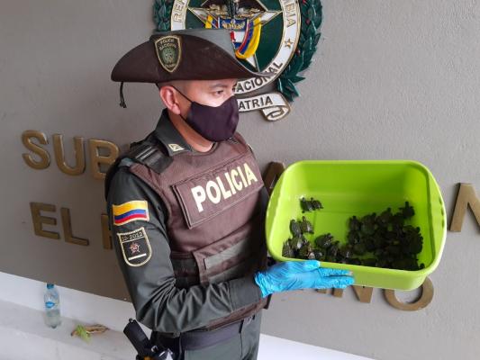 Incautación de especies de fauna silvestre