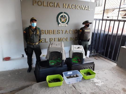 Incautación de especies de fauna silvestre