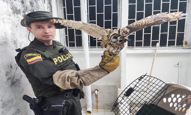 Policía Nacional realizó la aprehensión preventiva de un búho rayado