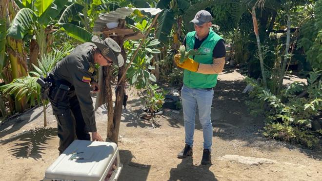 Policía Nacional y la Corporación Autónoma Regional del Alto Magdalena realizaron la incautación de 02 especímenes silvestres