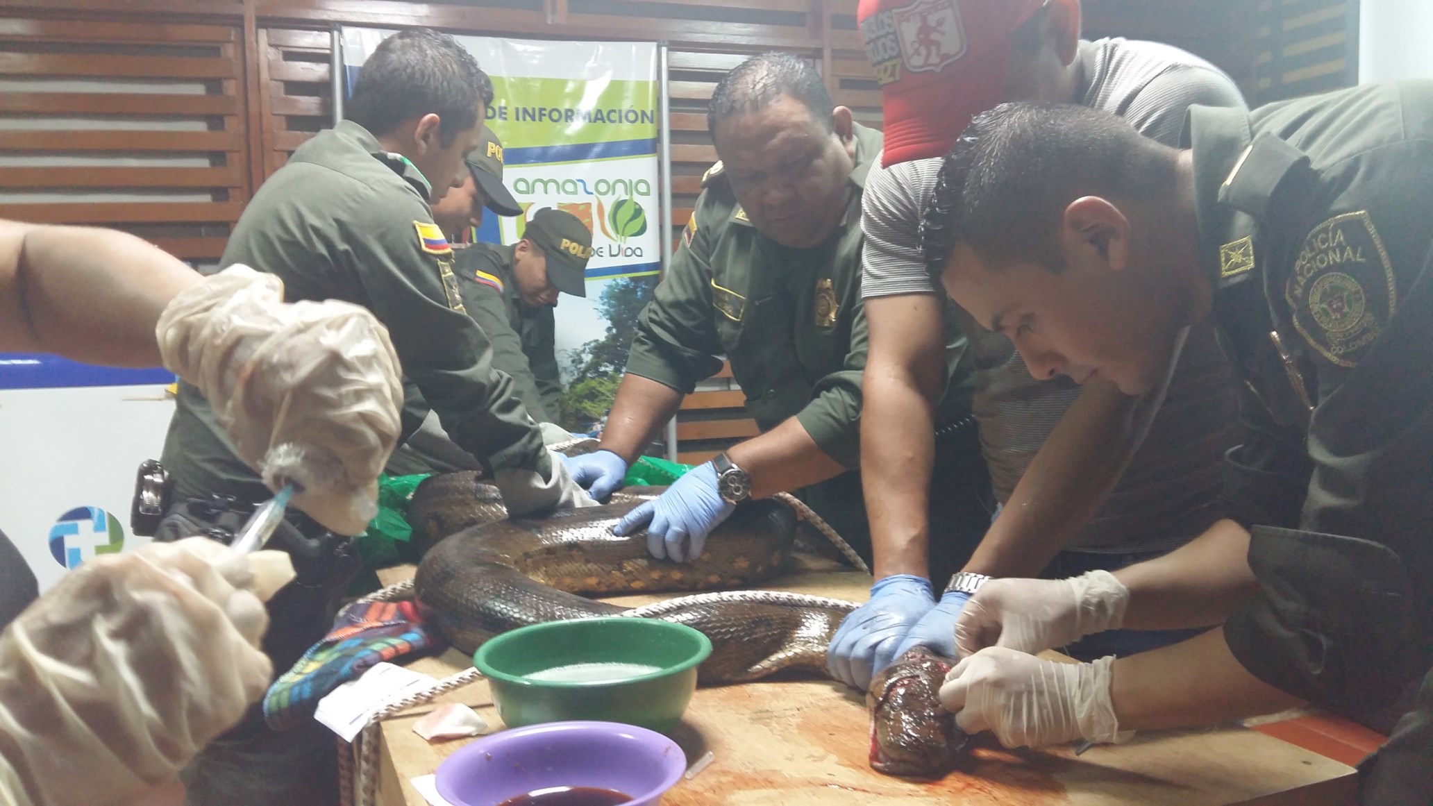 policia_rescata_boa_anaconda