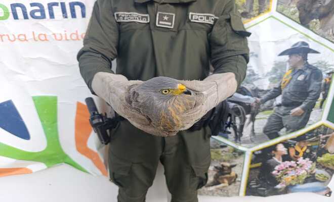 Policía tiene en sus manos un halcón 