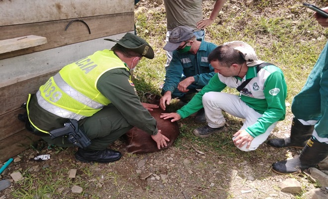 Policía rescatando a un venado herido 