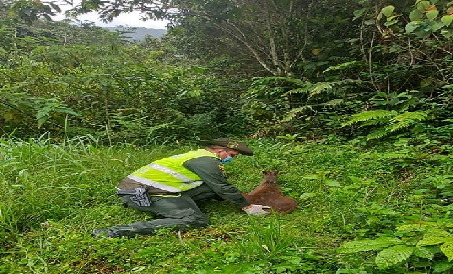Policía y un venado herido 