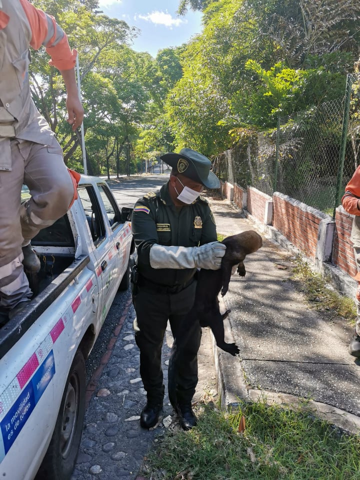 ‘Somos uno. Somos todos por la protección de los animales en Tolima’