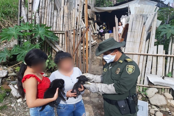 Más de 200 animales de calle han sido atendidos en el tiempo de cuarentena