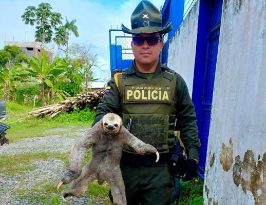 Seccional de Carabineros y Seguridad Rural, rescatan oso perezoso