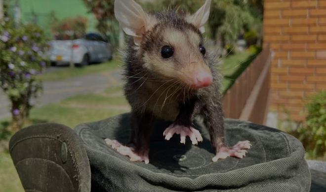En Nariño la Policía implementa estrategias de protección a la fauna y flora. 