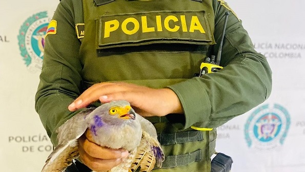 Protegen especies de fauna silvestre 