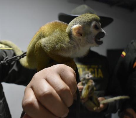 Promueven el respeto por la integridad de los animales 