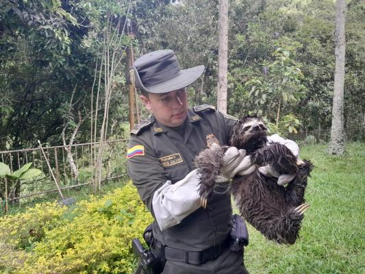 Rescatamos un oso perezoso en Floridablanca