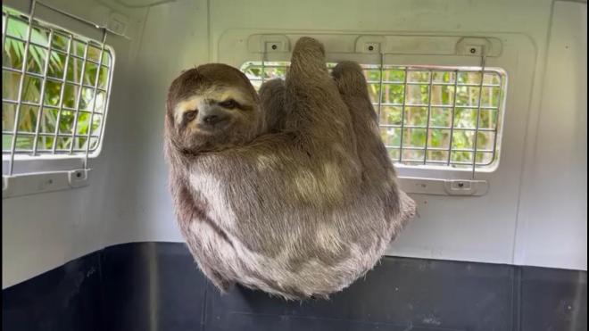 Rescatamos un oso perezoso en Floridablanca