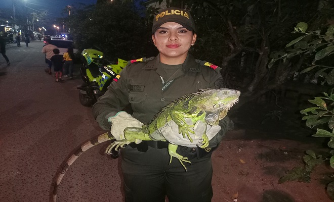 Una ciudadana que atendió la campaña de sensibilización decidió entregar una iguana en el barrio Las Colinas 