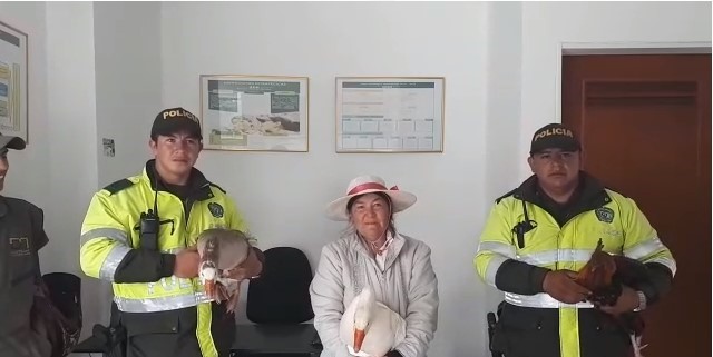 recuperacion-de-semovientes-tuta