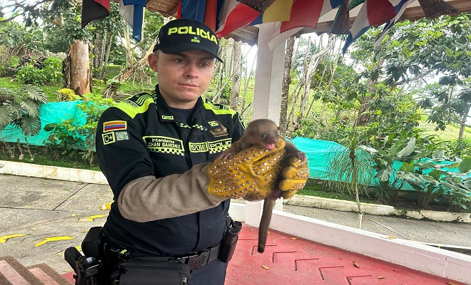 La Policía del Quindío recupera tres especies de fauna en La Tebaida