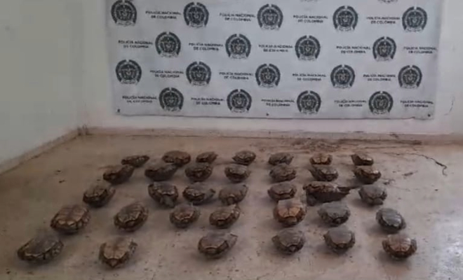 Recuperación de 32 hicoteas