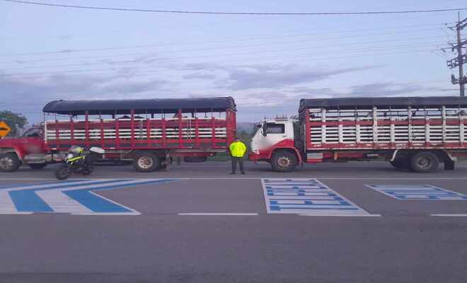 En zona rural del Guamo, personal de Tránsito y Transporte de Policía Tolima, lograron la recuperación de 28 semovientes bovinos