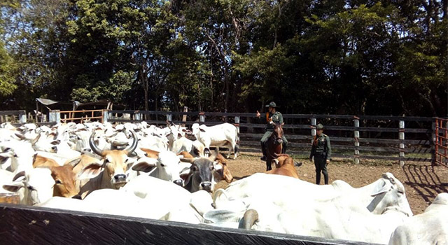 recuperación ganado-abigeato-policía-meta