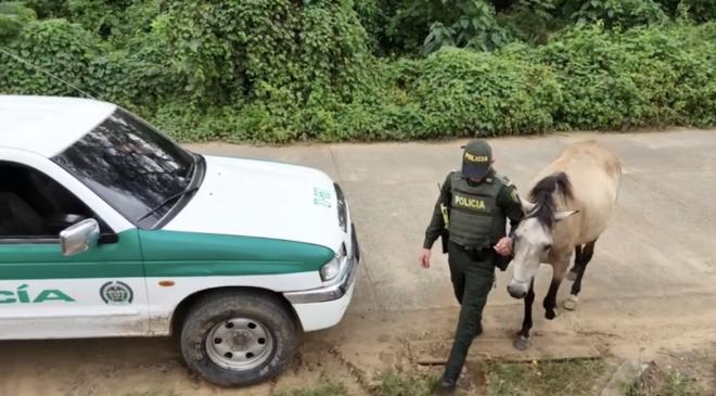 Un hombre de 59 años se hurtó una yegua avaluada en 10 millones de pesos. 