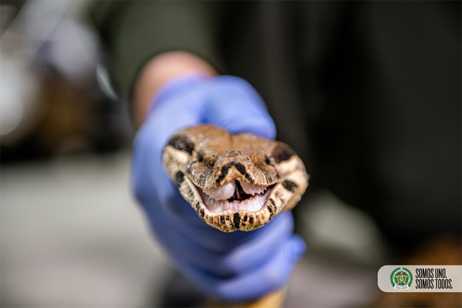 Con la ayuda de canina especializada en detección de fauna fueron halladas tres serpientes