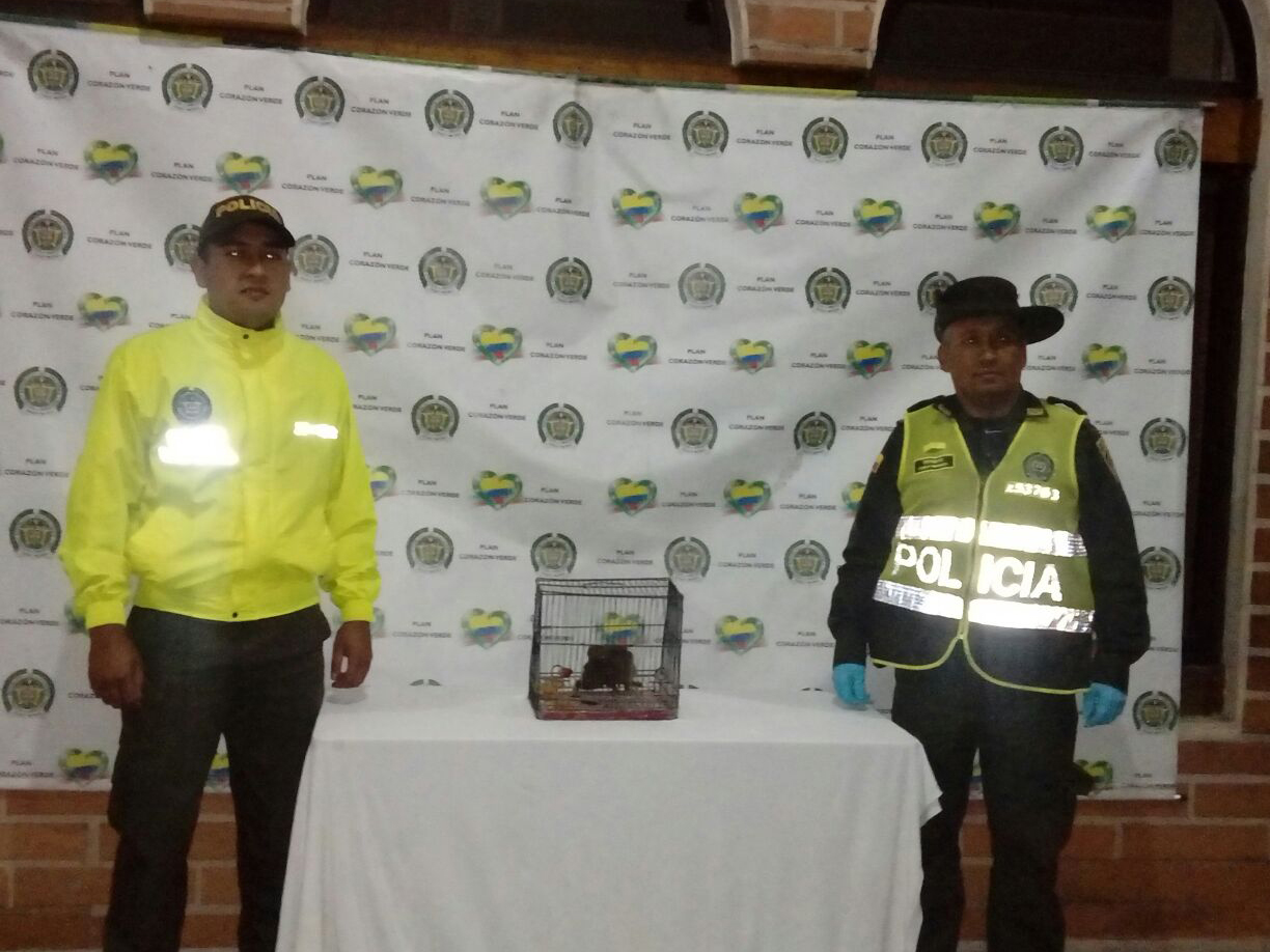 Dos policías custodian tres monos titis en una jaula