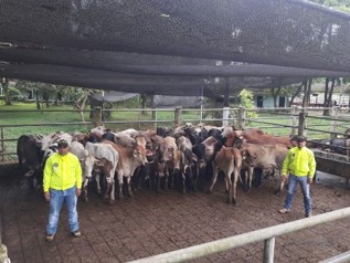 recuperamos-semovientes-en-caqueta