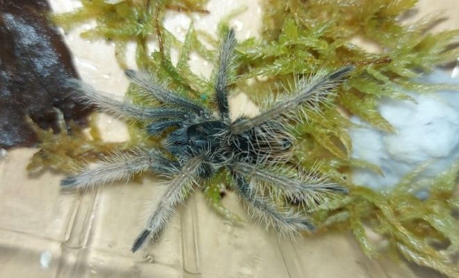 Recuperamos 9 especies de fauna silvestre en Nariño2