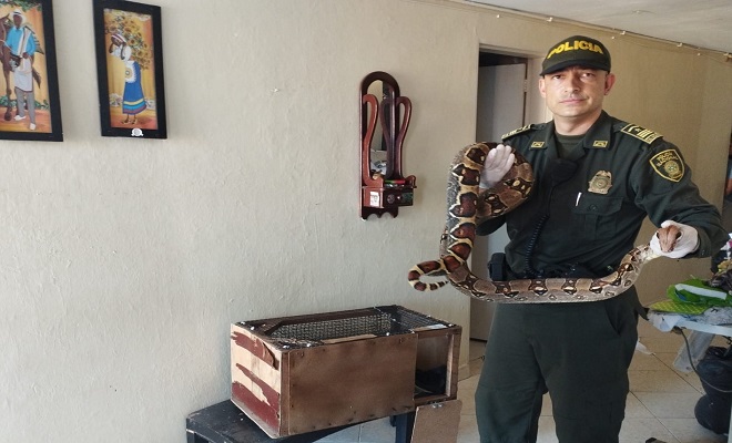 Recuperamos una Boa constrictor en La Comuna 16 Belén