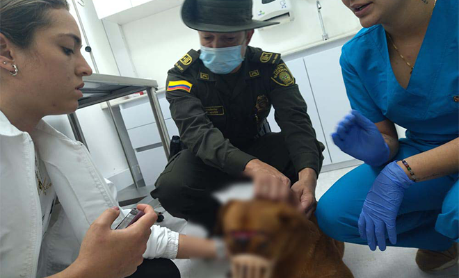 Canino rescatado en Medellín luego que fuera lesionado con arma cortopunzante