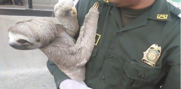 Rescatado oso perezoso en Puerto Asís