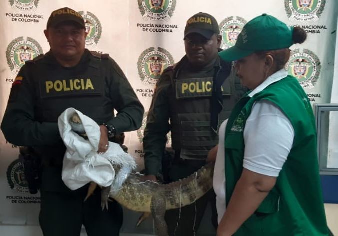 Rescatamos una “babilla” en Guaranda - Sucre