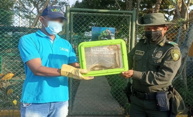 Policía rescatando serpiente